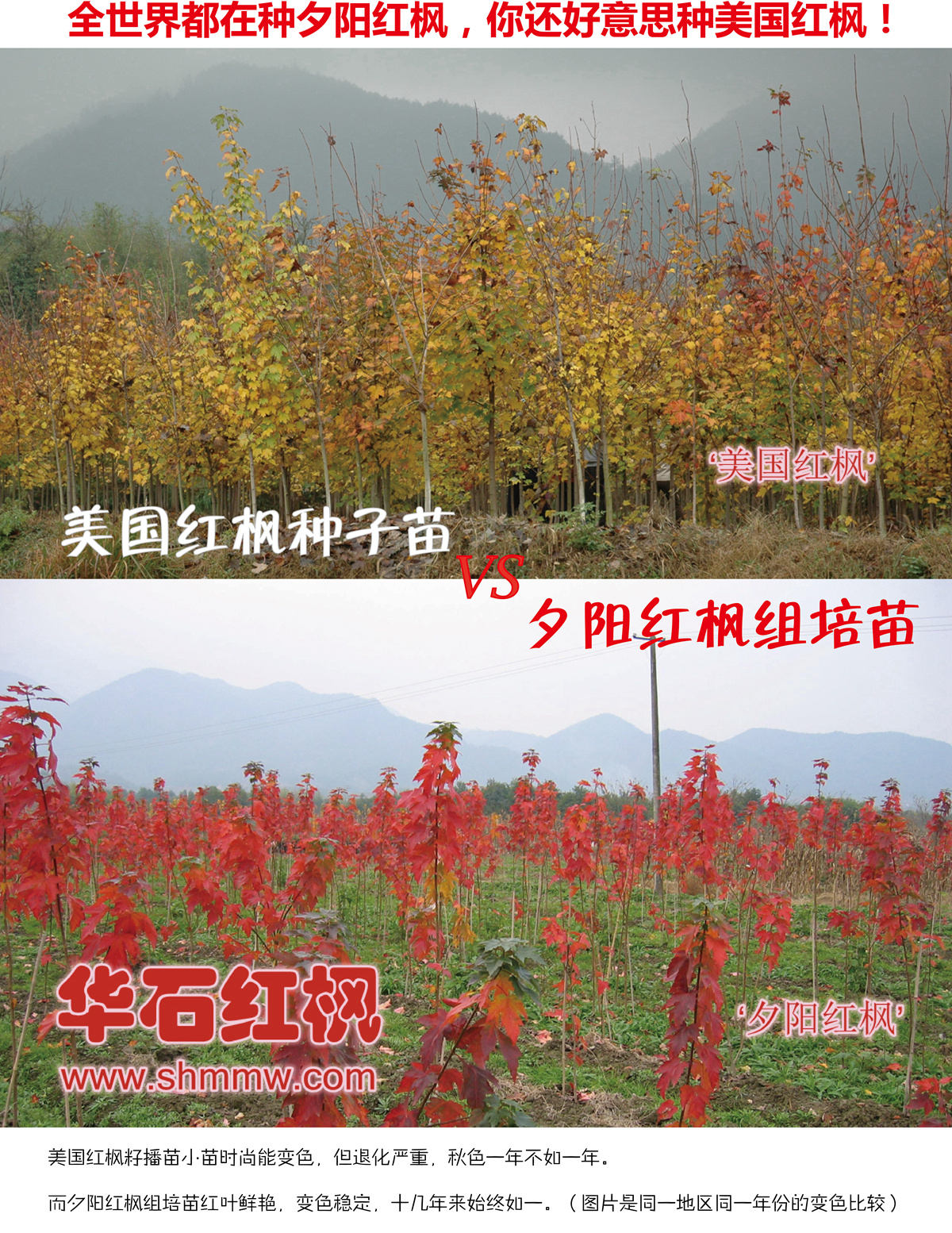 全世界都在種夕陽(yáng)紅楓，你還好意思種美國(guó)紅楓！