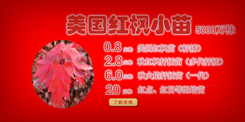 夕陽紅、十月光輝、紅點紅楓、美國紅楓小苗質佳價平回饋廣大客戶，接受2017-2018季苗預定！