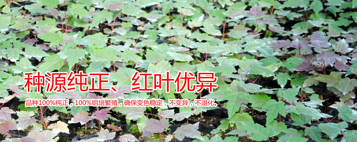 種源純正、表現優異